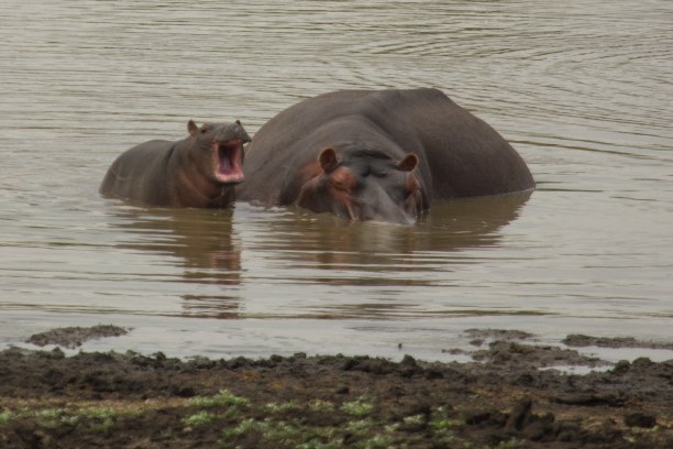 Kurztrip Kruger National Park (Stadt), Nationalpark, Südafrika, Am Wasserloch konnten wir Flusspferde und Krokodile beobachten. Die Fl