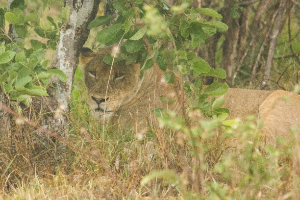 Kurzurlaub Kruger National Park (Stadt), Nationalpark, Südafrika, Diese Löwin hat sich vor dem Regen gut versteckt und wir haben sie nu