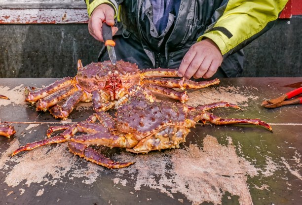 Eine Woche Nordnorwegen, Norwegen, Die Krabben werden vor unseren Augen zerlegt - gewöhnungsbedürftig, 