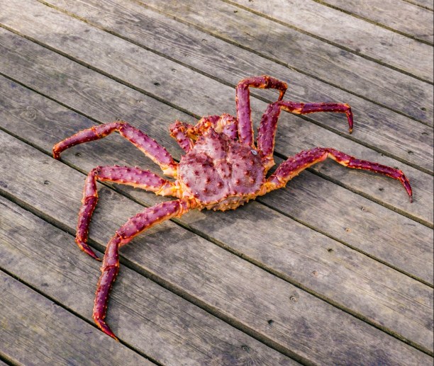 Eine Woche Nordnorwegen, Norwegen, Kaum zu glauben, dass diese Krabbe mit 1 Meter zu den eher kleineren E