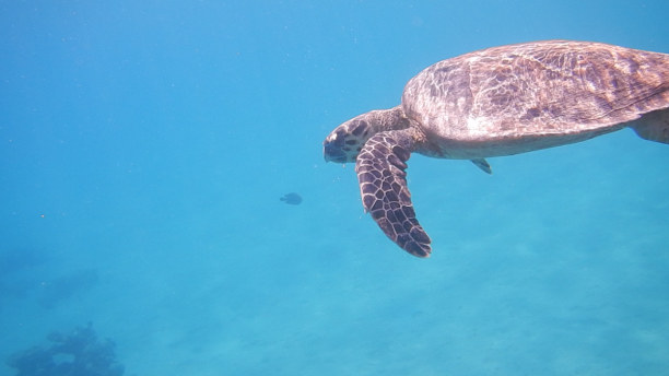 Zwei Wochen Makadi Bay (Stadt), Rotes Meer, Ägypten, Schildkröte neben uns