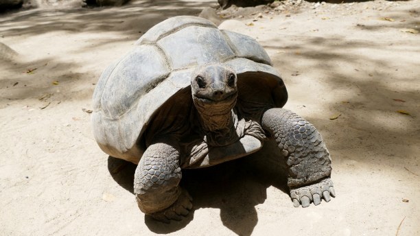 10 Tage Seychellen, Seychellen, Auf den Seychellen findest du einige Riesenschildkröten, unter andere