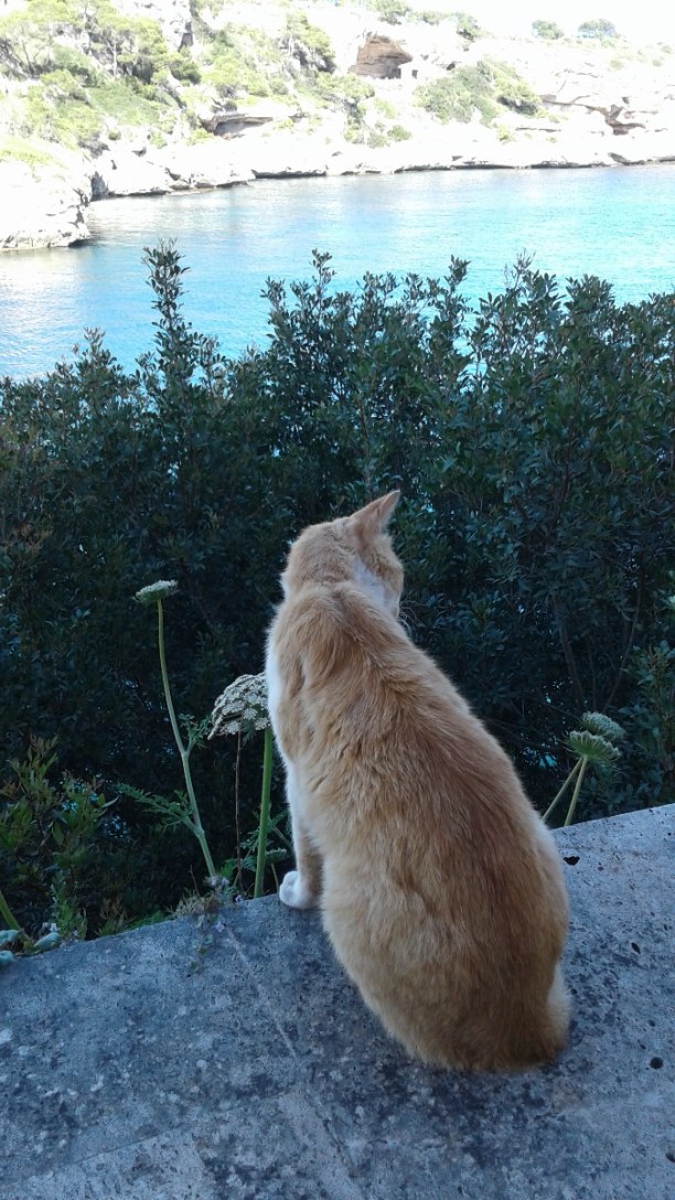Eine Woche Mallorca, Spanien, Wilde, aber liebe Katze überall! Katze müsste man sein :-)