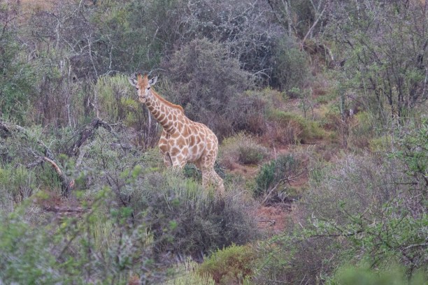 Kurztrip Landesinnere, Südafrika, Mehr als 20 Giraffen tummeln sich in Buffelsdrift. Wir konnten sogar d