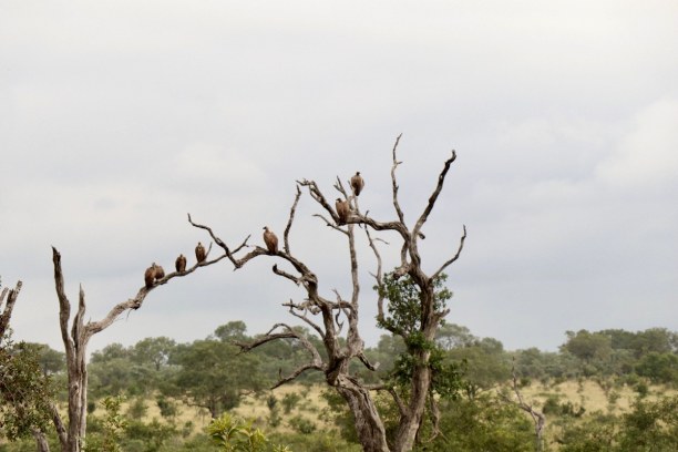 Kurzurlaub Nationalpark, Südafrika, Auch die Geier warten auf Futter.