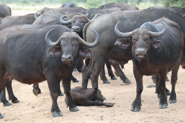 Kurzurlaub Nationalpark, Südafrika, Die Büffel zählen zu den Big Five, von welchem wir bei der Safari al