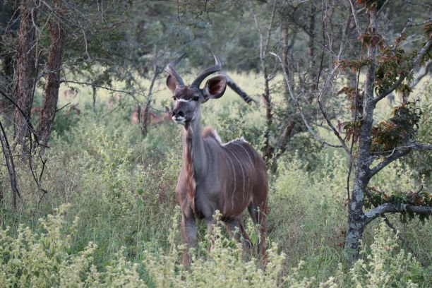 Kurztrip Nationalpark, Südafrika, Erste Tiersichtung. Ein männlicher Kudu steht direkt neben dem Weg.