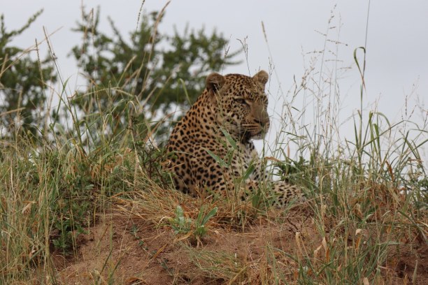 Kurztrip Nationalpark, Südafrika, Die Sichtung eines Leoparden ist etwas Besonderes, denn die scheuen Ti