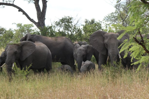 Kurzurlaub Nationalpark, Südafrika, Eine Herde Elefanten mit Jungtieren hat sich zwischen Bäumen und Str