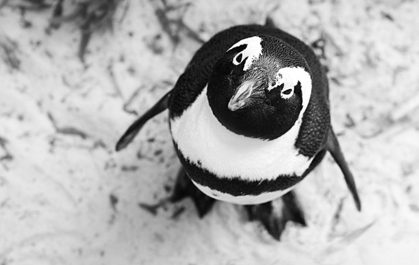 2 Wochen Südküste, Südafrika, Auf Pinguine triffst du nicht nur in der Antarktis, sondern auch am Bo