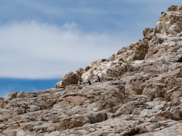 Langzeiturlaub Port Elizabeth (Stadt), Südküste, Südafrika, Suchbild: wie viele Pinguine kannst du entdecken?
Die Insel liegt in d