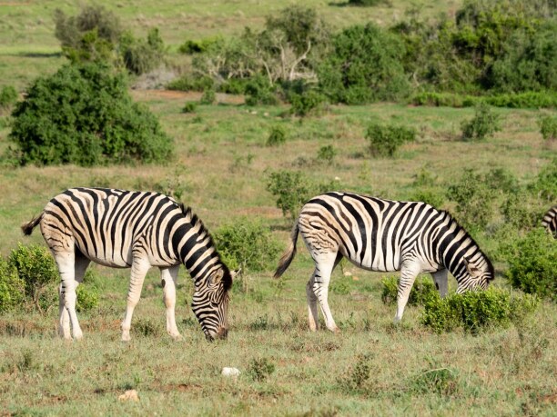 Langzeiturlaub Port Elizabeth (Stadt), Südküste, Südafrika, Im Addo gibt es aber nicht nur Elephanten, sondern auch Zebras und vie