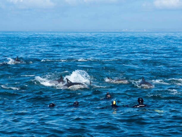 Langzeiturlaub Port Elizabeth (Stadt), Südküste, Südafrika, Delfine, Wale und ein paar Schnorchler! Was für ein Erlebnis!