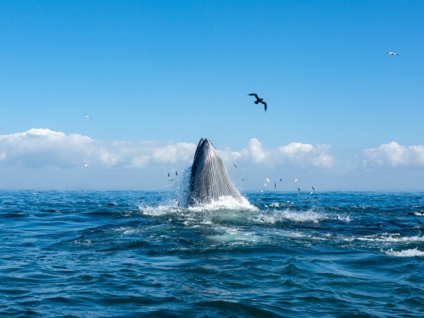 Langzeiturlaub Port Elizabeth (Stadt), Südküste, Südafrika, Wir hatten riesiges Glück auch ein paar Brydes Wale zu sehen!