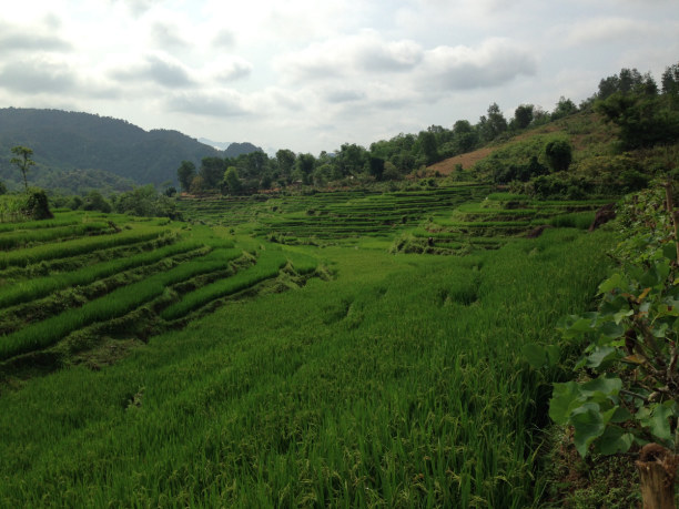 2 Wochen Vietnam, Vietnam, Die saftig grünen Reisterrassen der Hoa Binh Provinz sind ein Anblick