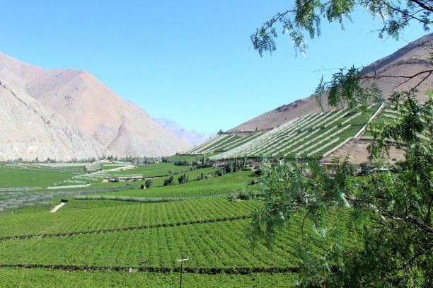 Kurztrip Pisco Elqui (Stadt), Zentralchile, Chile, Das Tal ist durchzogen von Weinbergen, die Trauben für die Pisco Prod